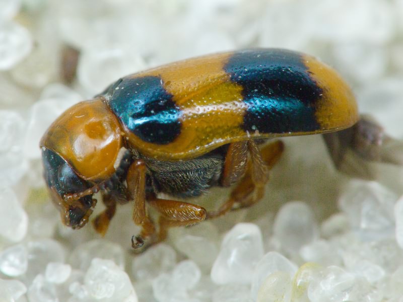 Coptocephala unifasciata (Scopoli, 1763)